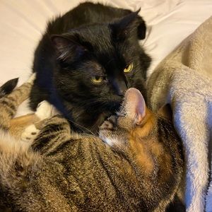 Meet your Posher, Maya